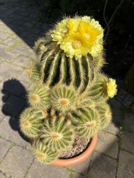 Notocactus warasi